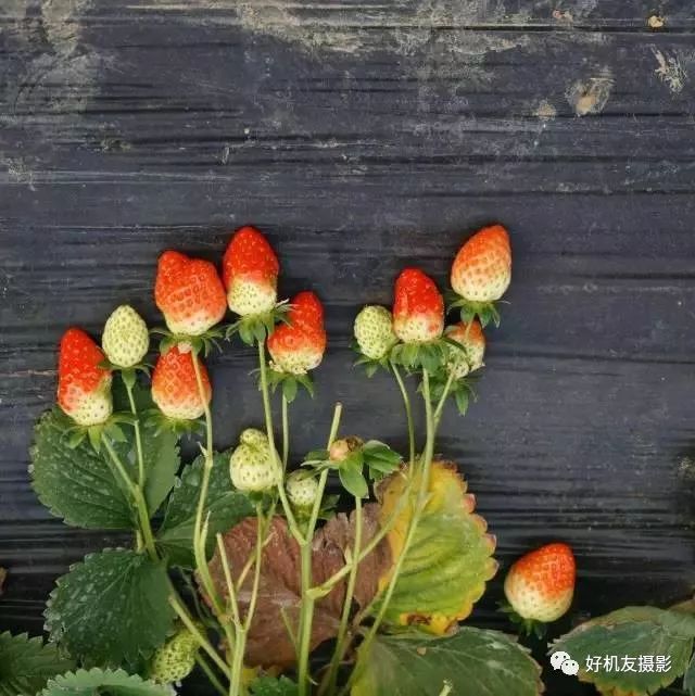 手机摄影制作创作灵感,手机摄影制作实操