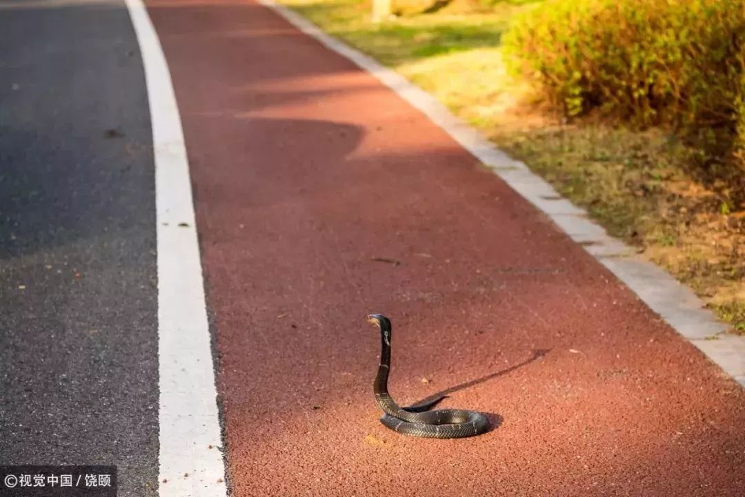 刷爆今天池州人朋友圈的舟山眼镜蛇，喜欢待在啥地方？专家这样说……
