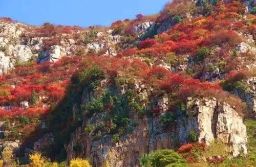 兄dei，你有一份最美赏红叶推荐请注意查收