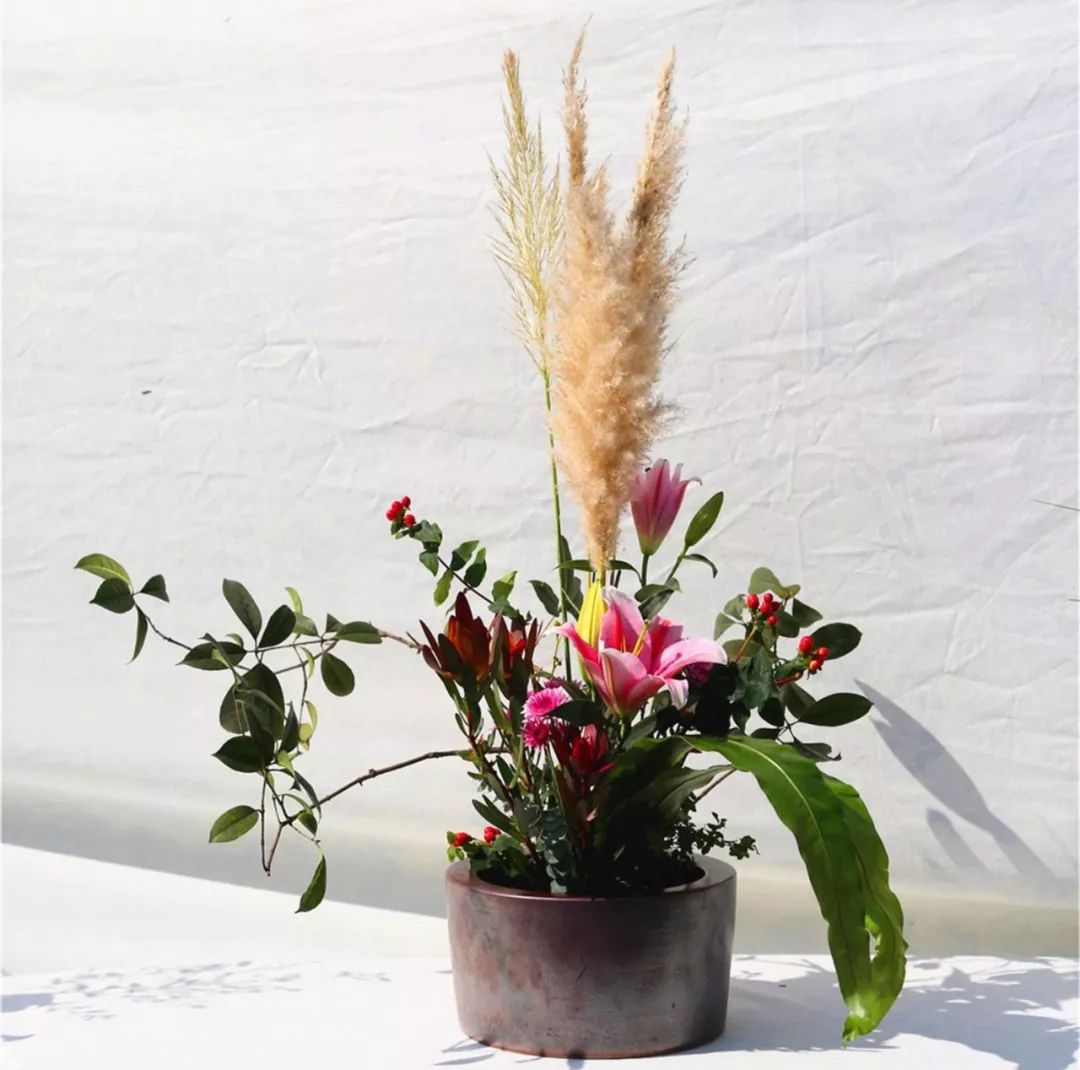 体育中心看展菊,运动公园菊展