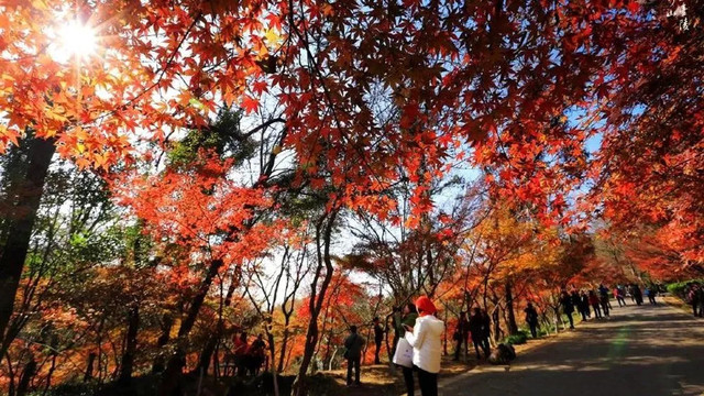 南京最美赏秋地点,南京赏秋之旅