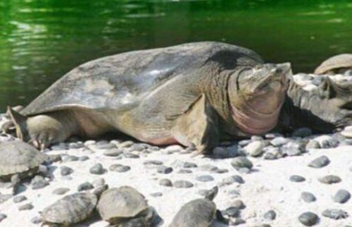 廖荣辉养鳖走上致富路,从养鳖走出来的致富道路