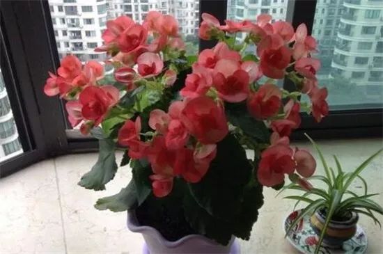 门口正对着适合摆放的绿植,正对入户门摆什么绿植最好看