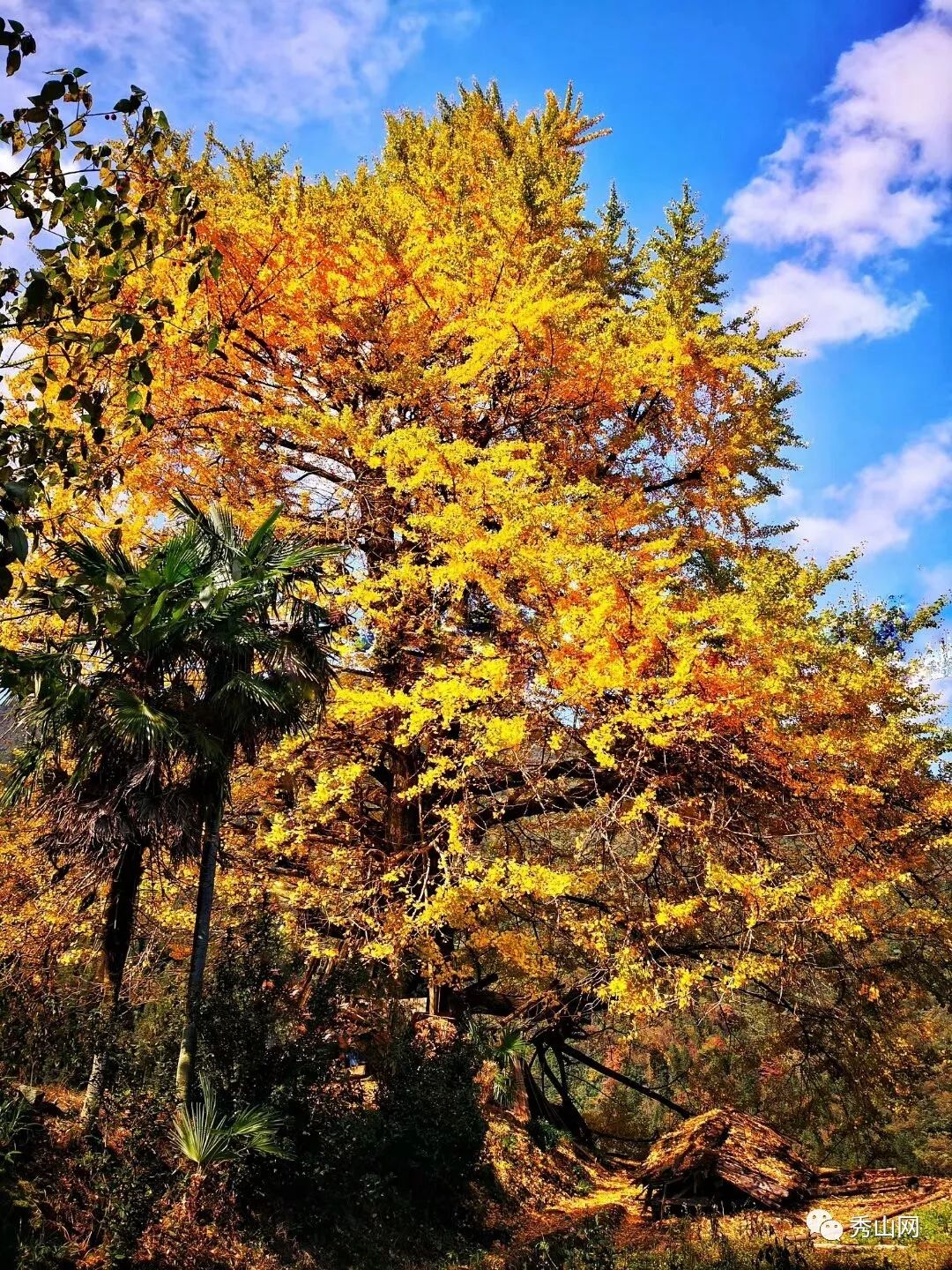 外国人看大山近况,外国网友看中国乡村