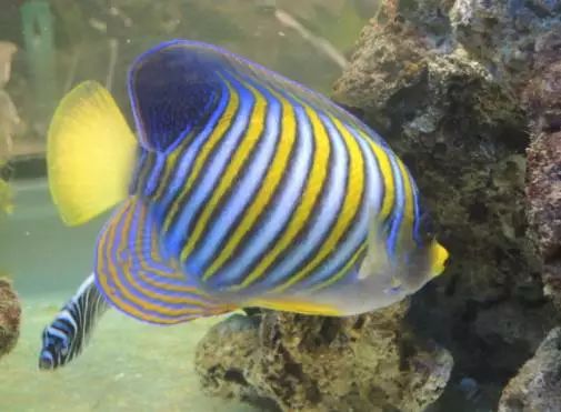 海水鱼小白点病物理治疗,海水鱼白点病怎么快速治疗