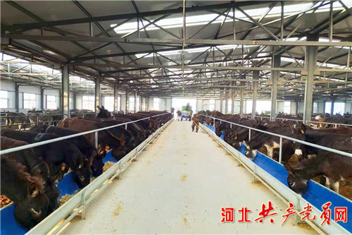 发展驴产业脱贫,阳原小毛驴生产