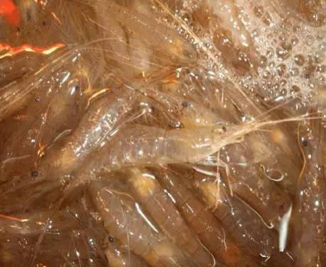 日照有什么好玩的地方,日照金山