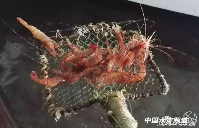 鏈濋矞榛勬捣娴烽矞,鏈濋矞娴峰煙鐗硅壊娴烽矞