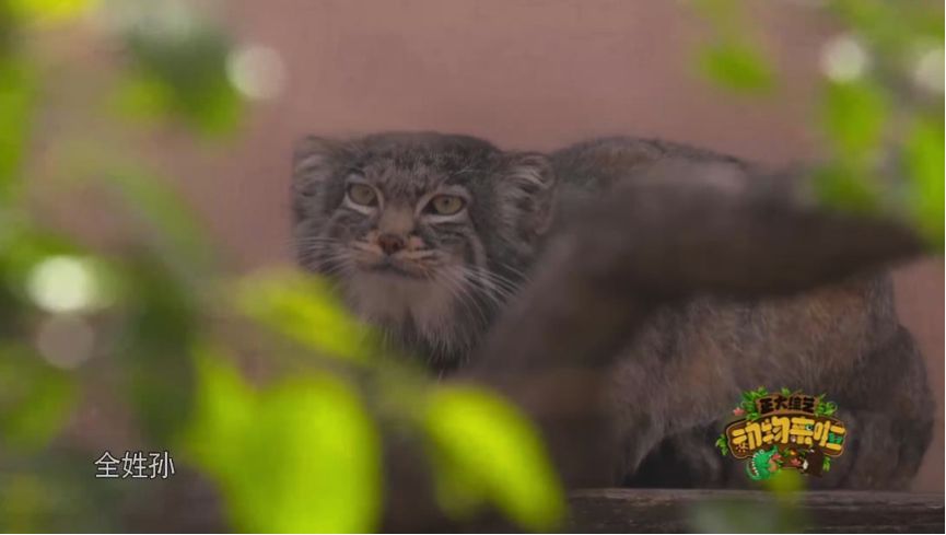 全球仅存三只斑鳖,全球仅存两只斑鳖