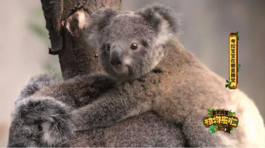 全球仅存三只斑鳖,全球仅存两只斑鳖