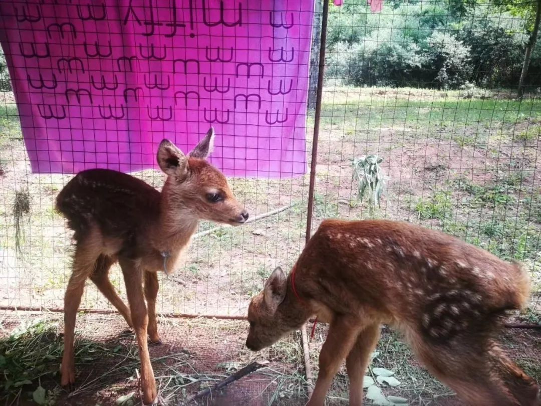 为什么救助狍子要用白布捂眼睛,救助狍子该送哪里