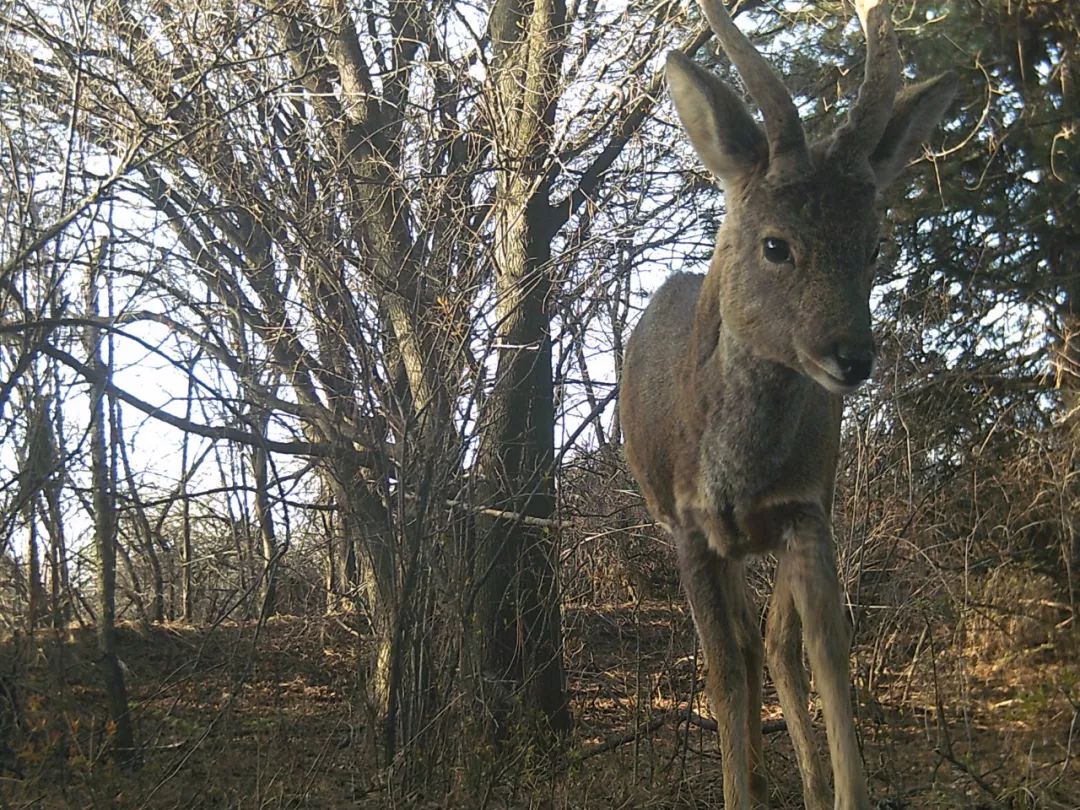 为什么救助狍子要用白布捂眼睛,救助狍子该送哪里