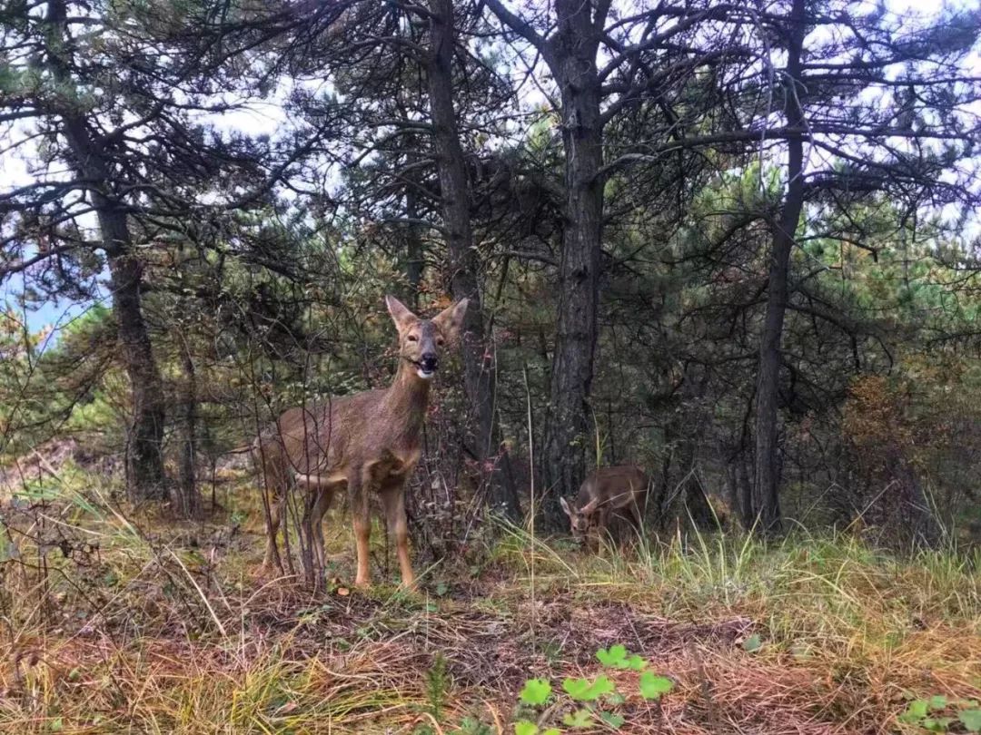 为什么救助狍子要用白布捂眼睛,救助狍子该送哪里