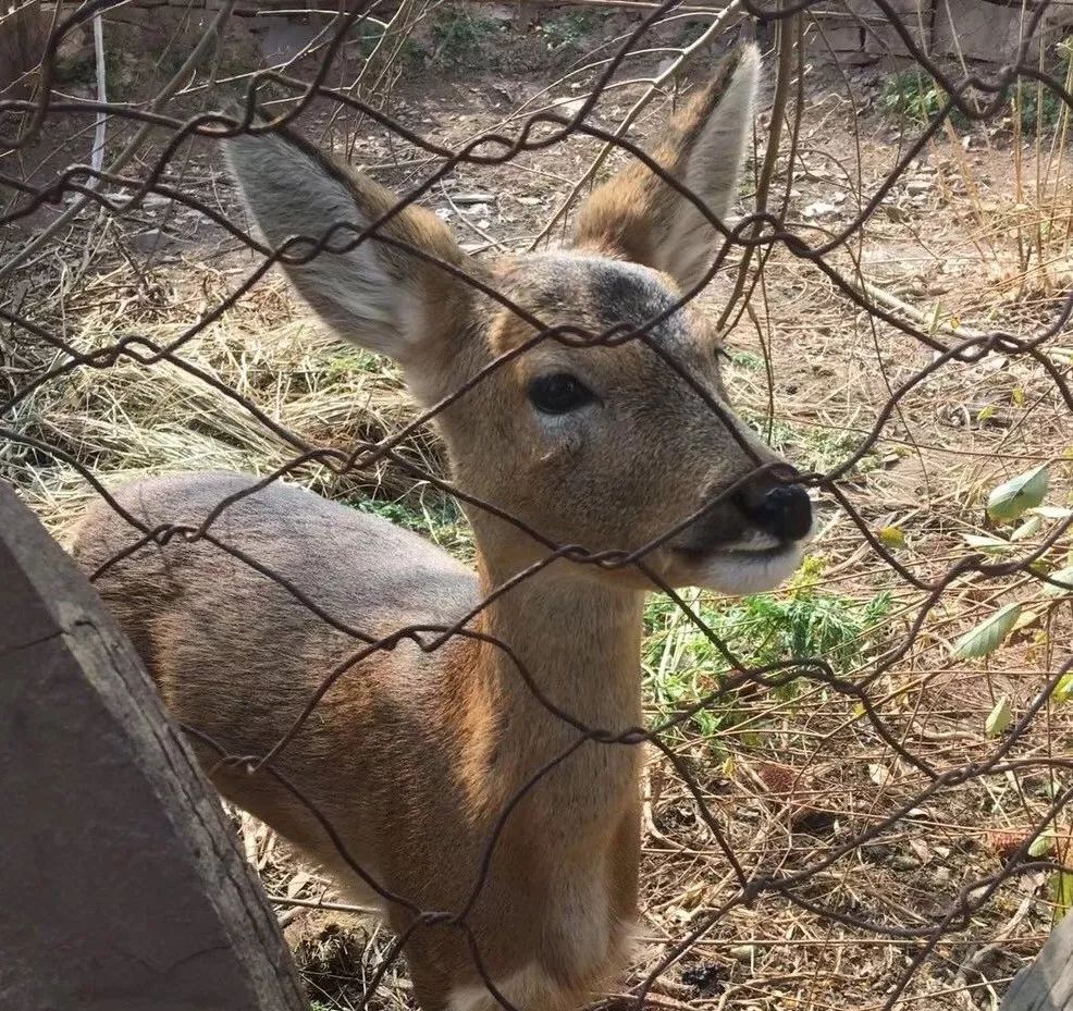 为啥救助狍子要捂眼睛,你们救过的小动物来报恩了吗