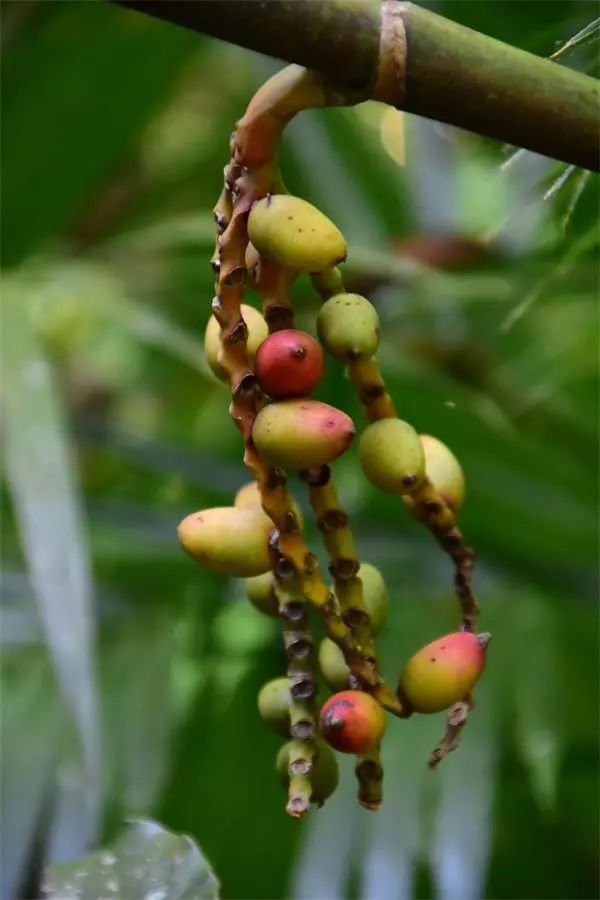 海南尖峰岭植物,海南尖峰岭国家森林公园问题