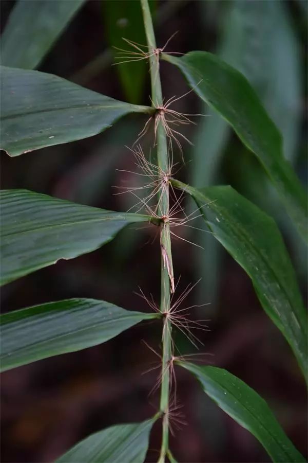 海南尖峰岭植物,海南尖峰岭国家森林公园问题