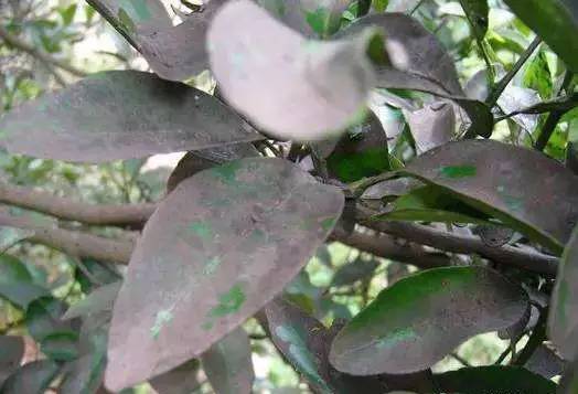 矿物油用清洁剂可以洗掉吗,矿物油有必要用吗