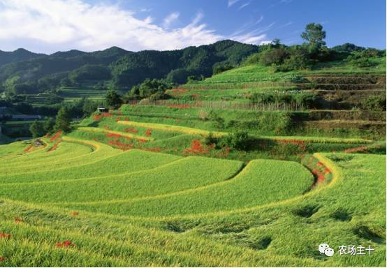 土地流转只是少数人的盛宴，大多数人都亏得惨不忍睹？！