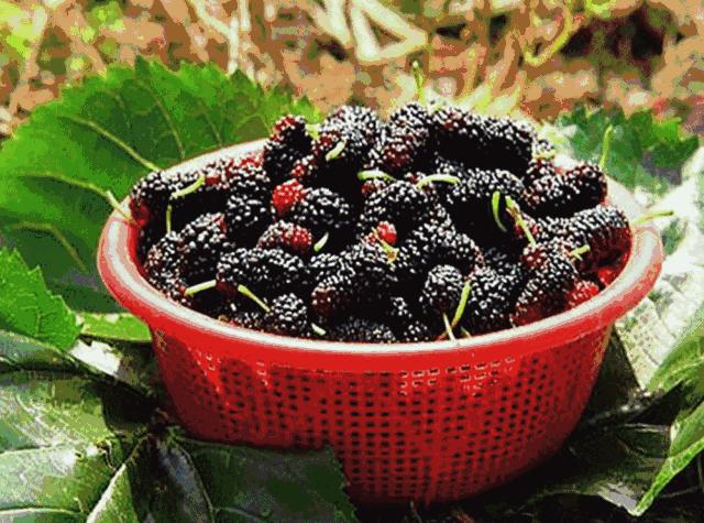 有剧毒但是又超级美味的水果,紧急提醒这种果子千万别吃