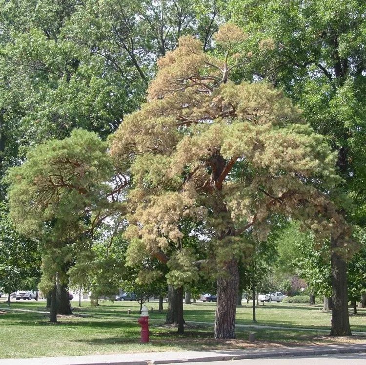 松材线虫病如何防治和处理,松材线虫病防治方法
