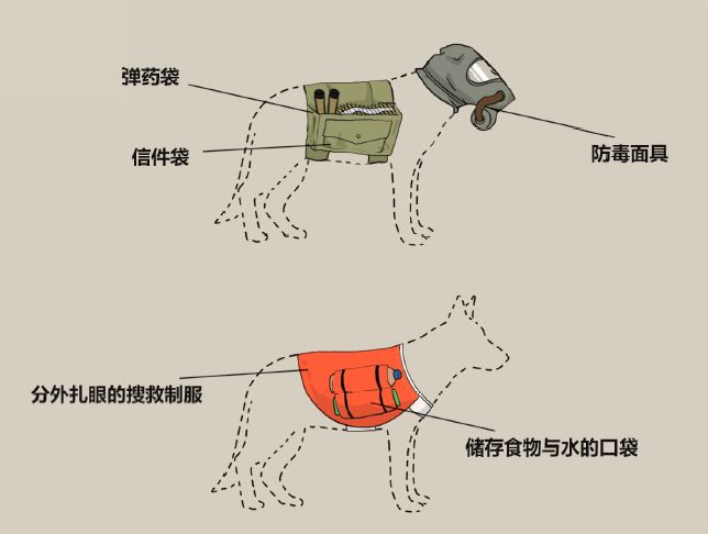 人类最忠实的伙伴——进击的军犬