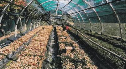 “男朋友的脚堪比生化*器武**!我得治治他!”