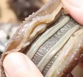 大连金三角海参批发市场海参价格,印尼海参好还是大连海参好