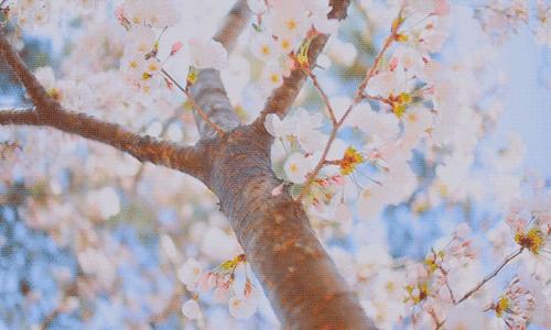 樱花季快到了赴日赏樱,樱花季太湖鼋头渚风景区赏樱攻略