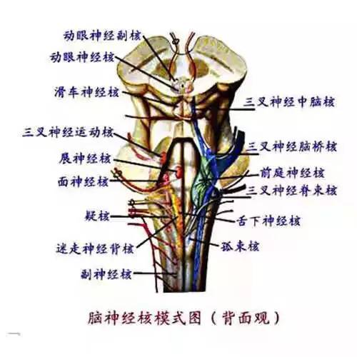 2022年医学生考研难度排名,医学生对口升学语数英的难度
