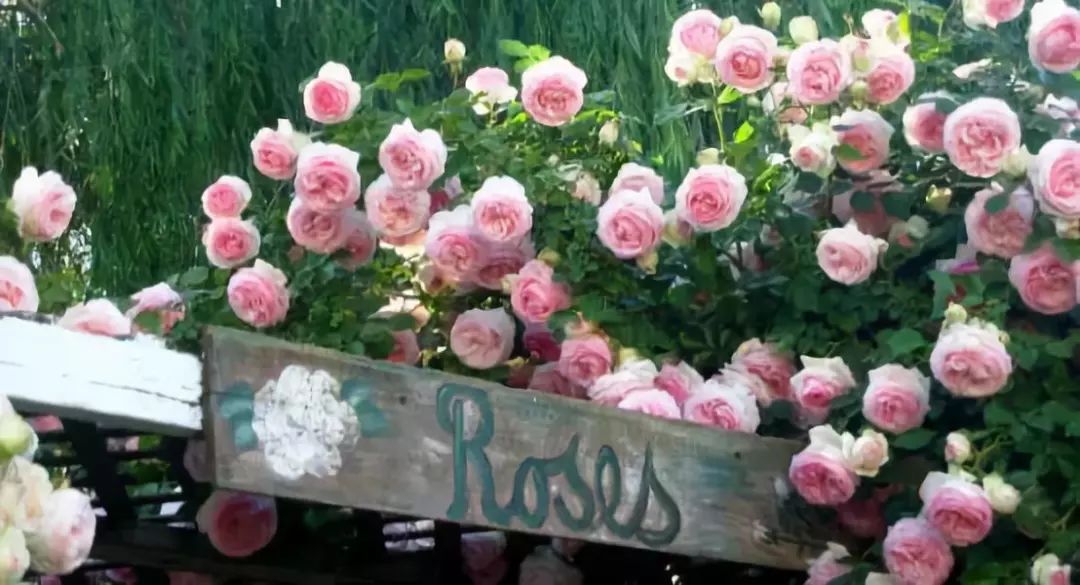 如何给藤本月季打造一面花墙,藤本月季种几棵才能出花墙的效果