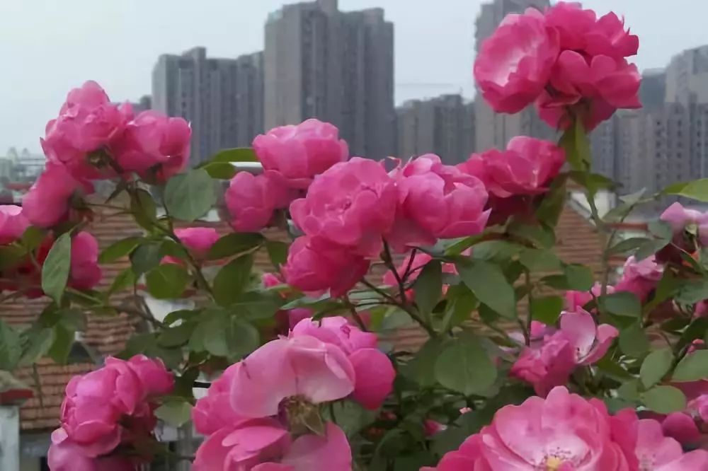 如何给藤本月季打造一面花墙,藤本月季种几棵才能出花墙的效果