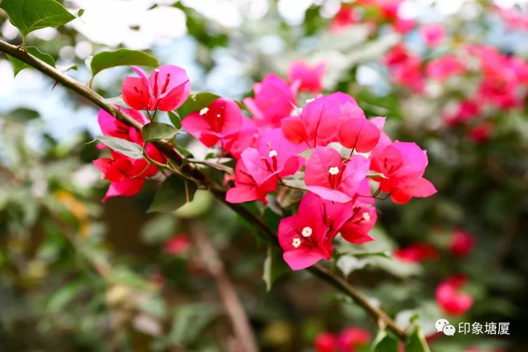 秋意浓浓风景如画的地方,塘厦风景好的地方