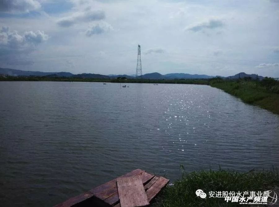 南美对虾小苗空肠空胃怎么引起的,对虾空肠空胃的治疗