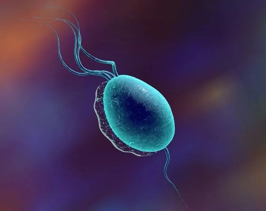 惊！胸水中竟然发现阴道毛滴虫