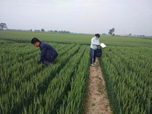 辉丰能百旺噻苯隆说明书,辉丰能百旺多少钱一袋