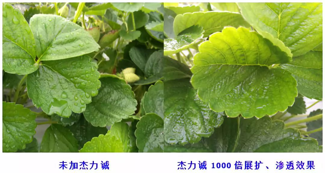 鍐滅敤楂樼鍔╁墏,缇庡浗杩堝浘鏉板姏璇氶珮鏁堟鐗╂补鍔╁墏