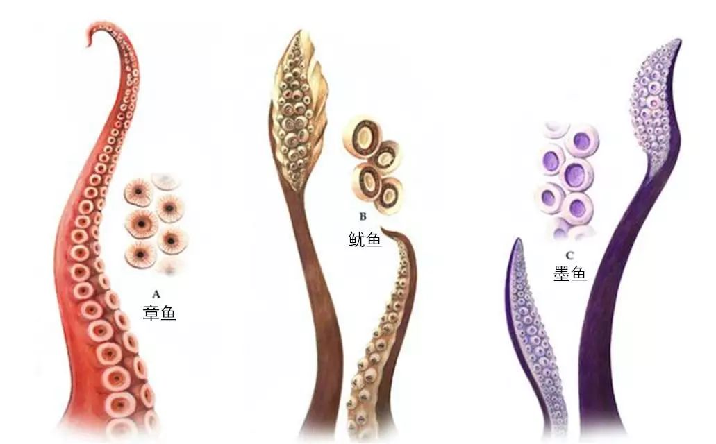 章鱼鱿鱼墨鱼乌贼智商,章鱼墨鱼和鱿鱼哪个贵