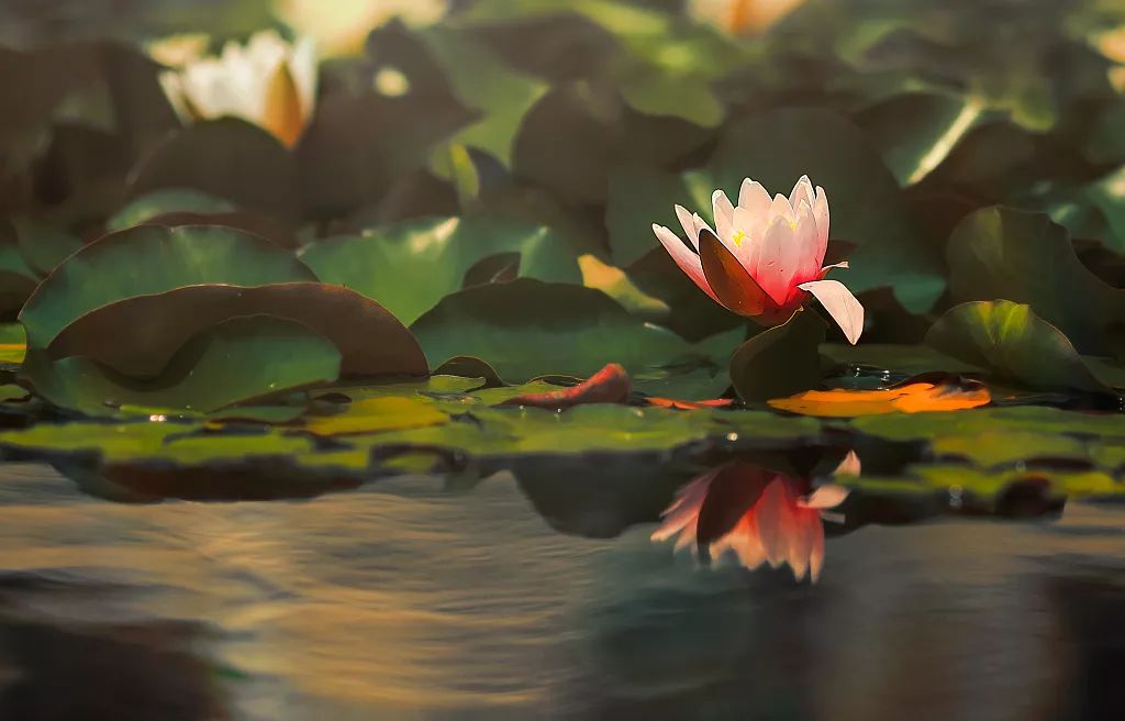 不悔梦归处只恨太匆匆背景图,不悔梦归处只恨太匆匆语录