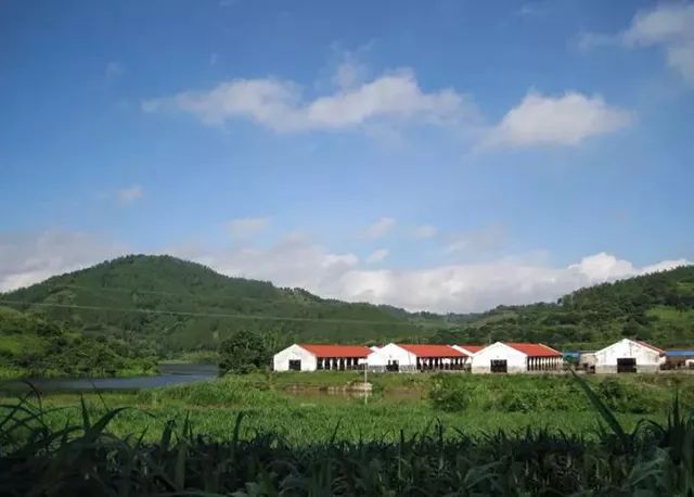 一条拼团|“百菲酪”水牛奶,日东红茶经典奶茶