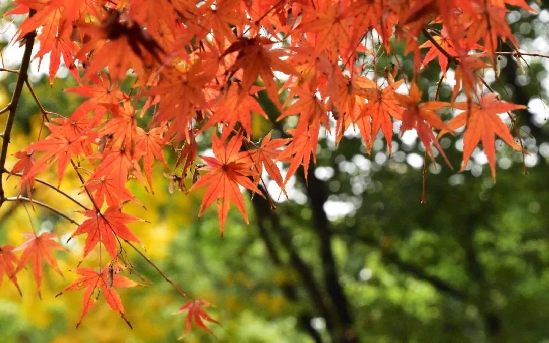 厉害了！再过不久，上海这些地方要“火”了！乘公共交通去围观