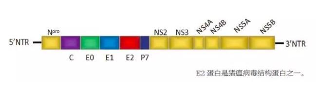 猪瘟疫苗是传代苗好还是细胞苗好,e2蛋白猪瘟疫苗优缺点