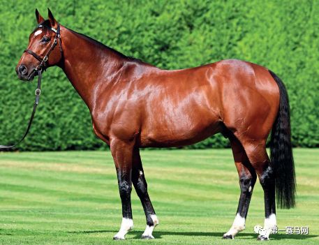 「特稿」数一数，谁是最强的世界纯血种公马？