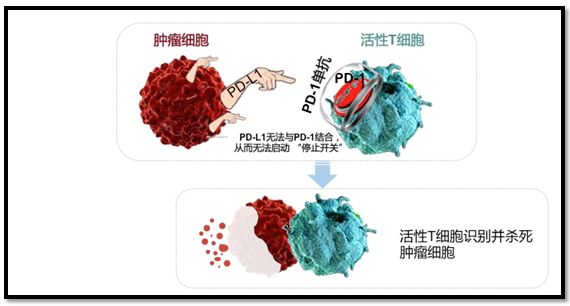 「涨姿势」对症下药，免疫治疗是否真的适合你？