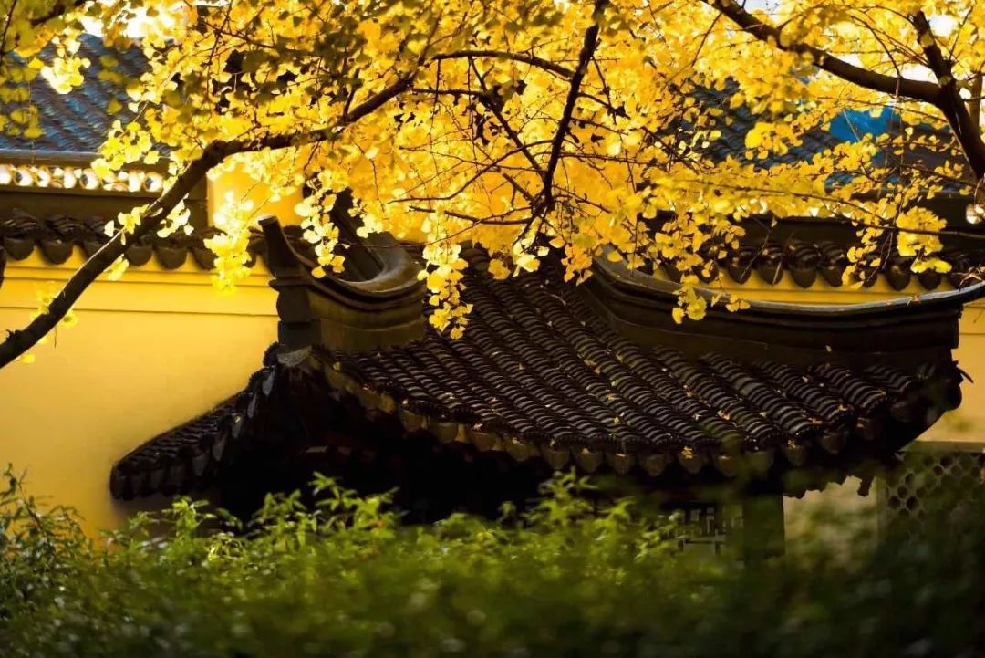 满城尽带黄金甲取景地图片,满城尽带黄金甲震撼场景