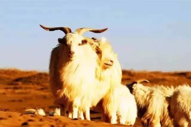 阿尔巴斯山羊绒围巾,阿尔卑斯山羊绒围巾