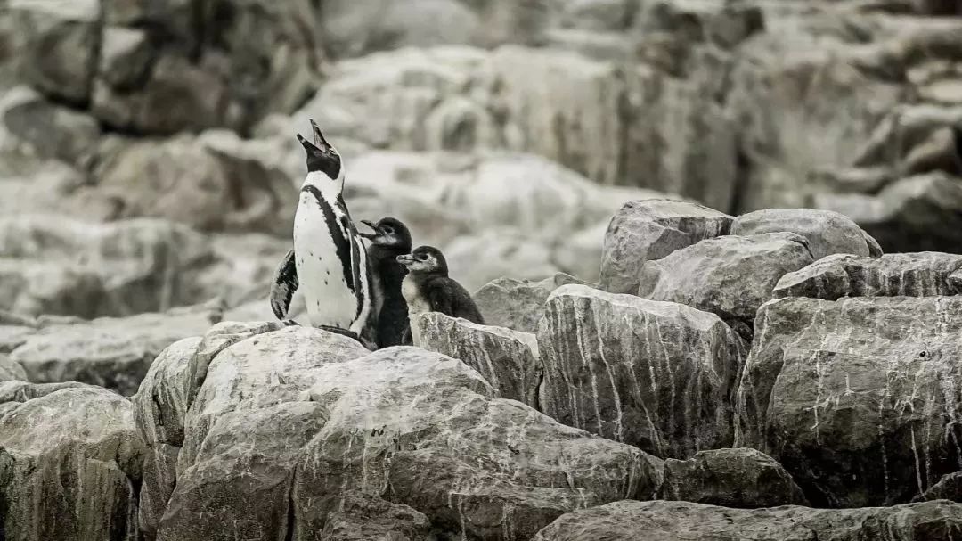 鍗楅潪褰╄櫣涔嬪浗鏃呮父鏀荤暐,鍗楅潪褰╄櫣涔嬪浗涔嬫梾