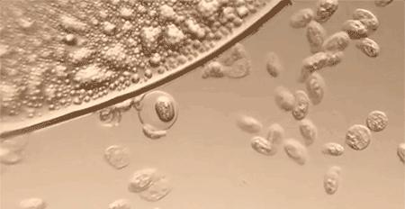 内衣专用洗液除菌抑菌99旗舰店,内衣洗护团购