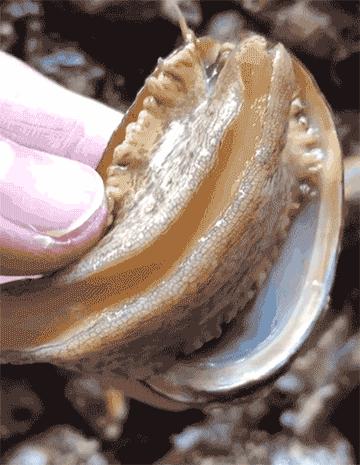 渔家女朋友圈直播,渔家女海鲜直播