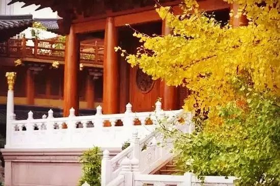 银杏打卡景点,成都周边打卡最美银杏观赏地