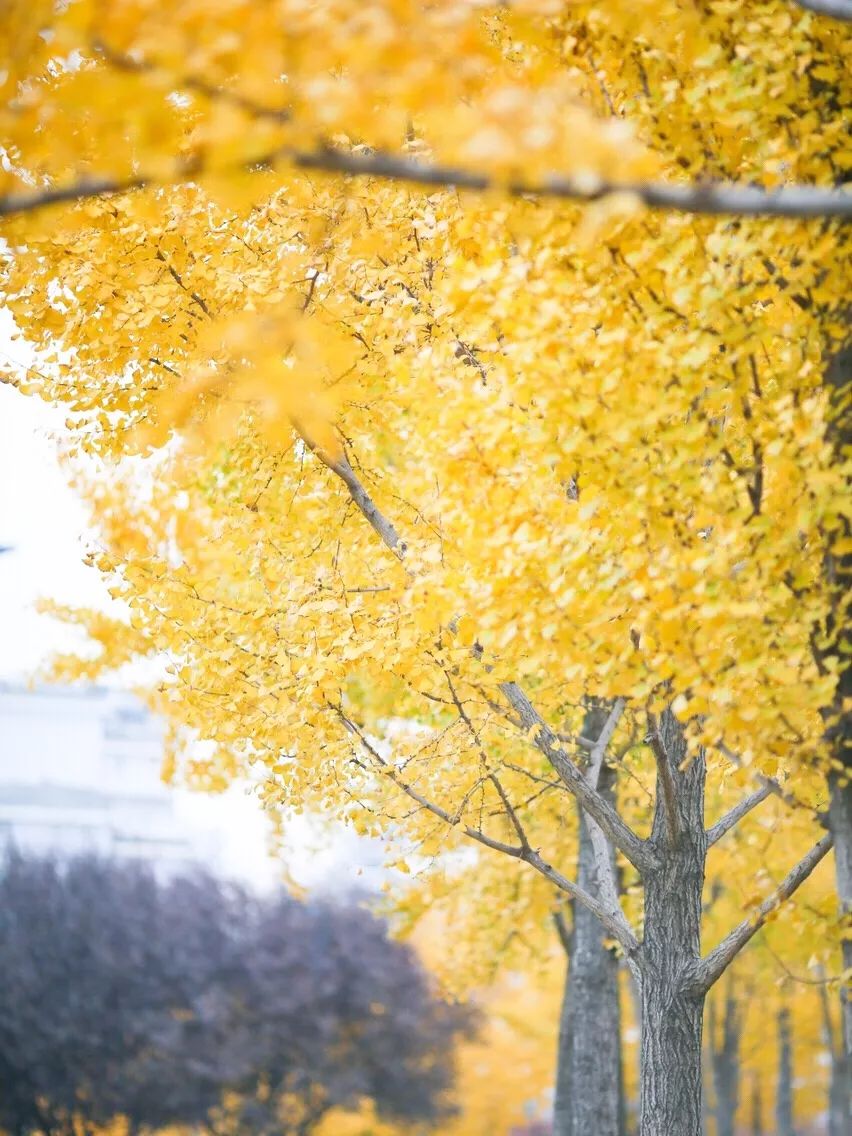 银杏打卡景点,成都周边打卡最美银杏观赏地